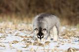 SIBERIAN HUSKY 271